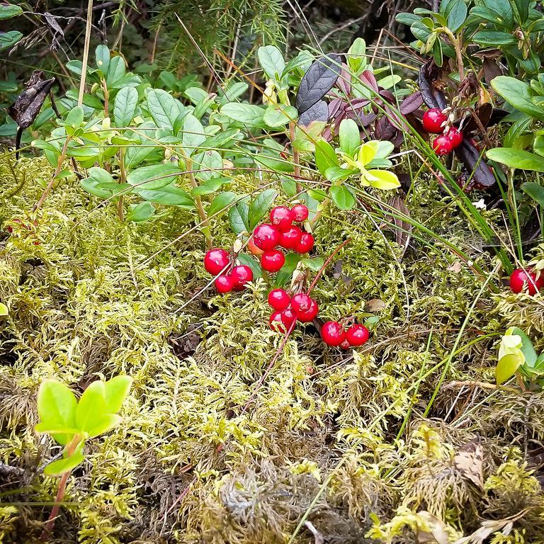 Selaeter Camping Strömstad Kültér fotó